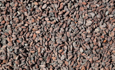 Séchage des fèves de cacao au soleil