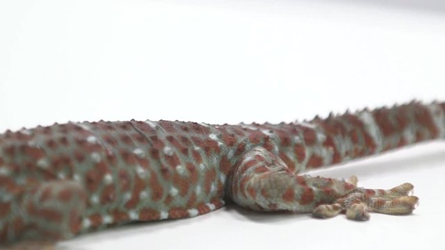 Tokay Gecko on white background table 