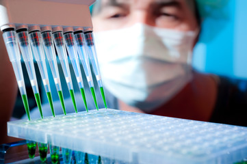 Senior scientist loads pcr plate for DNA analysis with multichannel pipette