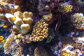red sea underwater coral reef