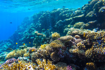 Plakat red sea underwater coral reef