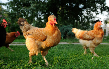 Naklejka na ściany i meble Chickens in the Farmyard