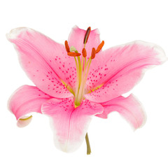 Lily Isolated On White