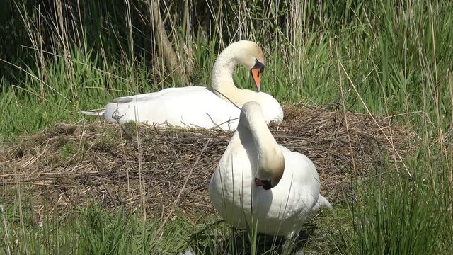 Swan breeds on the nest 