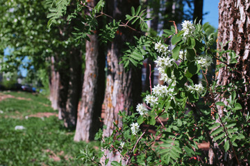 Alley of poplars with blossoming leaves in the middle of spring
