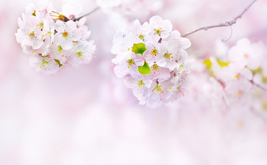 Fototapeta premium Big beautiful pink and white cherry flowers in spring outdoor macro close-up on a soft blurred light background. Floral background desktop wallpaper a postcard. Romantic soft gentle artistic image.