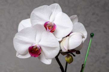 beautiful orchid phalaenopsis