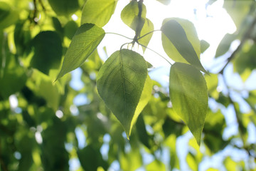 Fresh green leaves of trees on clear blue sky