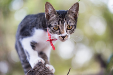 Obraz premium action of small cat