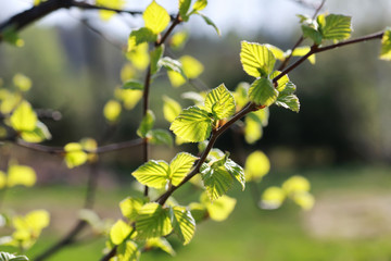 fresh spring leaves on a tree