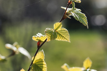 spring fresh leaves on a tree sunset