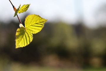 Obraz premium fresh spring leaves on a tree