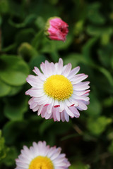 wild spring flower in a field