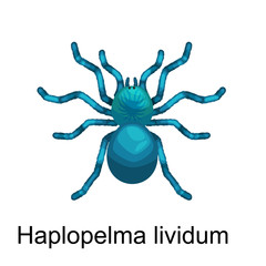 Spiders cartoon set, dangerous insects collection