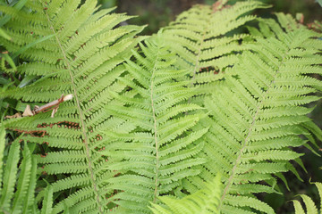 Green summer fern