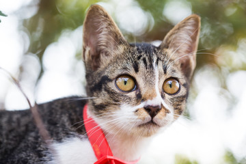 Obraz premium action of small cat