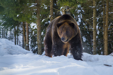 brown bear in the reserve