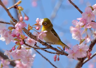 Japanese white-eye bird (Zosterops japonicus) and cherry blossoms