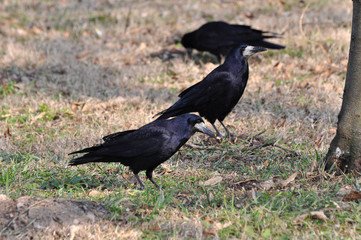 Birds - Rook (Corvus frugilegus) in the grass 