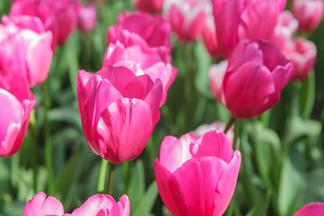 Fototapeta premium Flower bed with pink tulips (Tulipa) in spring time