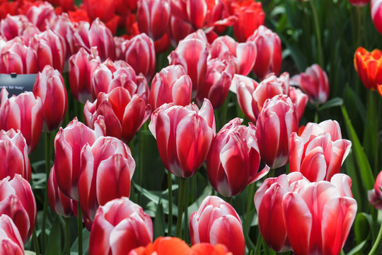 Flower bed with red tulips (Tulipa) in spring time