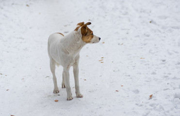 Outdoor portrait of cute stray dog standing on a snow