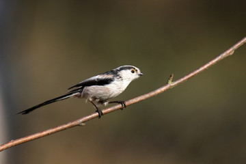 Auf einem Zweig sitzende Schwanzmeise