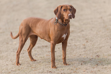 Happy pet dogs playing in a park.