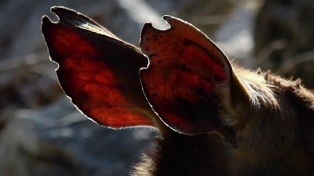 Oreilles de jeune cerf en gros plan