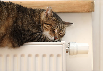 at on the radiator, warm, cat relaxing 
