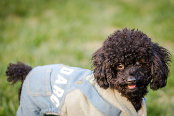 Happy pet dogs playing on Grass in a park.