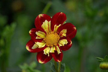 Dahlia rouge et jaune au jardin en été