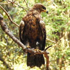 Eagle