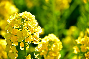 菜の花