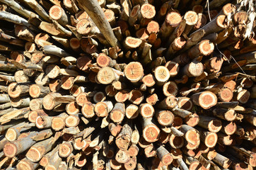 Troncos de árbol talados.