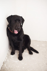 Black Labrador on a white background sitting and yawning, stuck out his long tongue. Pet dog at home.