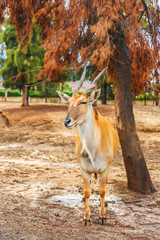 antelope in nature standing under a tree. horned animal looks into the camera. kudu antelope