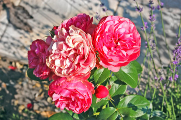 Pink Rosa odorata