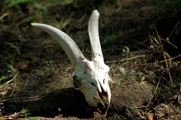The skull of a goat lying on the ground