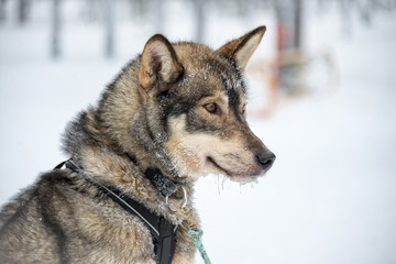 Husky dog close-up, Lapland, Finland