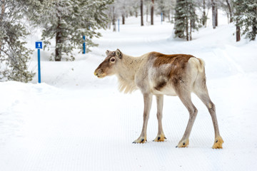Young reindeer in the forest in winter, Lapland, Finland