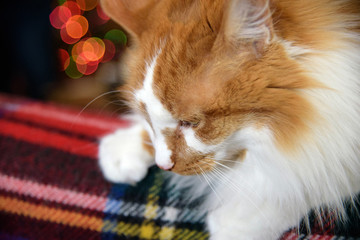 closeup of ginger tabby cat face laying on plaid blanket with Christmas light bokeh in background