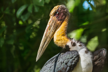 Eagle in Bali Island Indonesia