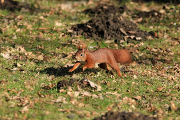 Rennendes Eichhörnchen