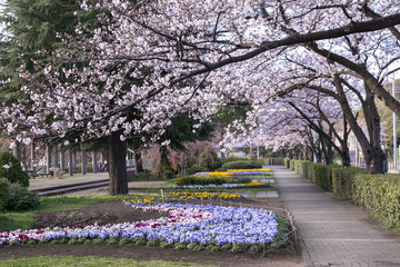 春の公園（川崎市中原区・等々力緑地）
