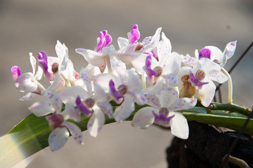orchids
