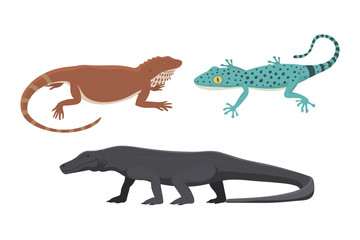 Different kind of lizard reptile isolated vector illustration.