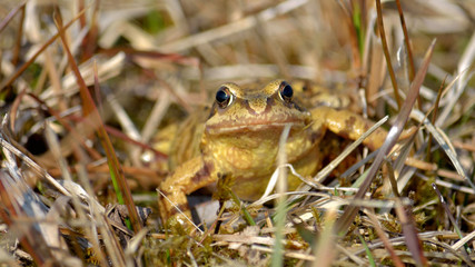 Brauner Frosch von vorne