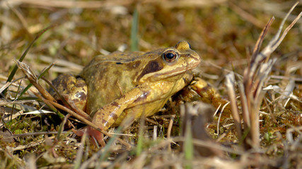 Brauner Frosch