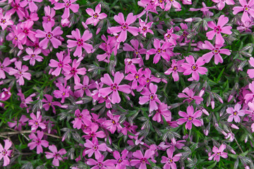 Obraz premium Pink flower on green background